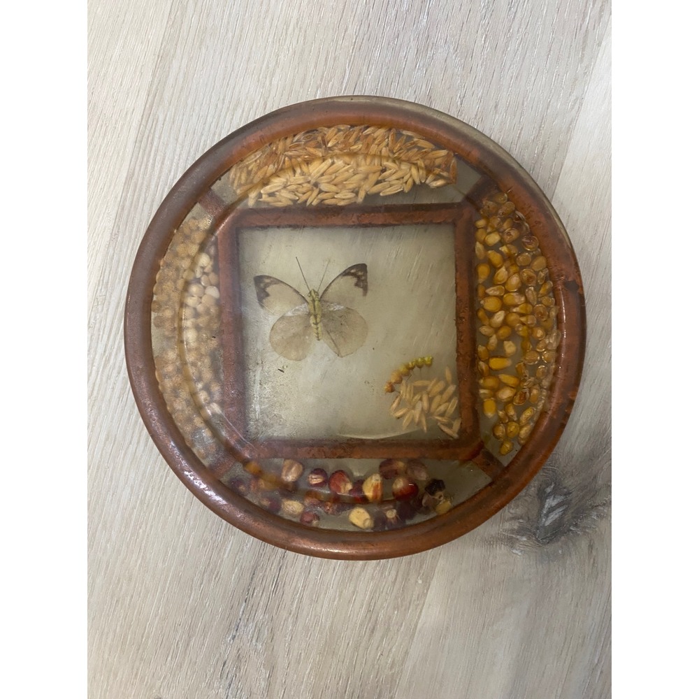 Vintage Resin Butterfly Specimen Trivet Coaster Dried Grain Corn Seeds 7 Inch